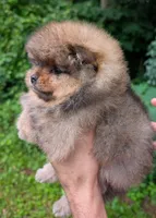 Hikari, a female Pomeranian for sale in Jacksonville, NC – 3 of 6