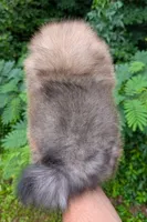 Angel, a female Pomeranian for sale in Jacksonville, NC – 6 of 6