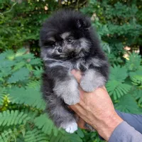 Bobby, a male Pomeranian for sale in Jacksonville, NC – 7 of 8