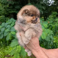 Hikari, a female Pomeranian for sale in Jacksonville, NC – 4 of 6