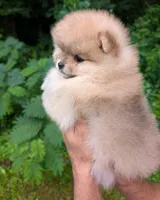 Lidie, a female Pomeranian for sale in Jacksonville, NC – 2 of 5