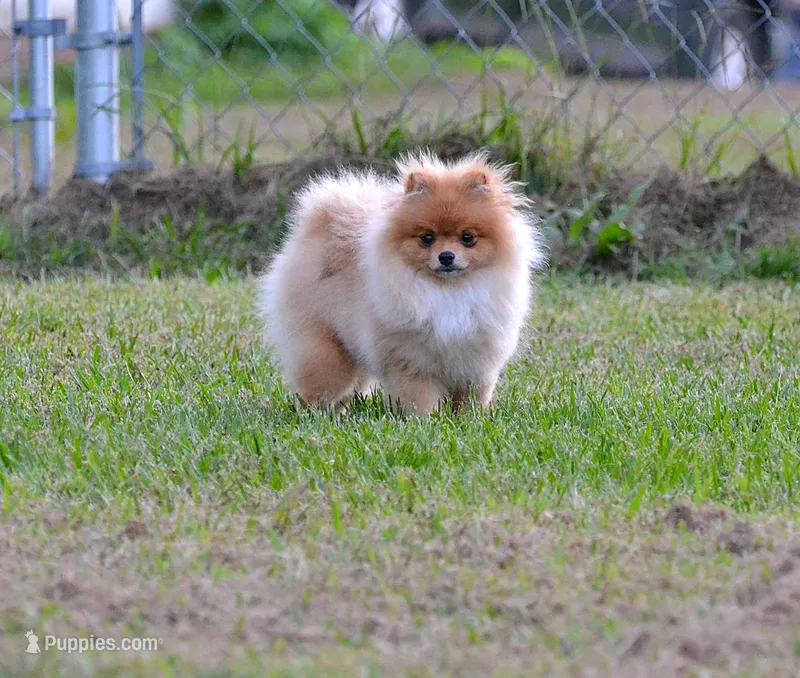 Lidie – Pomeranian puppy for sale in Jacksonville, NC
