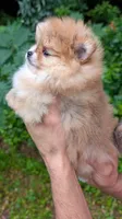 Celeste, a female Pomeranian for sale in Jacksonville, NC – 5 of 5
