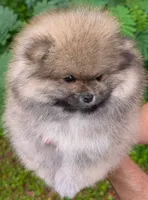 Angel, a female Pomeranian for sale in Jacksonville, NC – 3 of 6