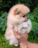Lidie, a female Pomeranian for sale in Jacksonville, NC – 1 of 5