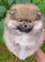 Angel, a female Pomeranian for sale in Jacksonville, NC – 4 of 6
