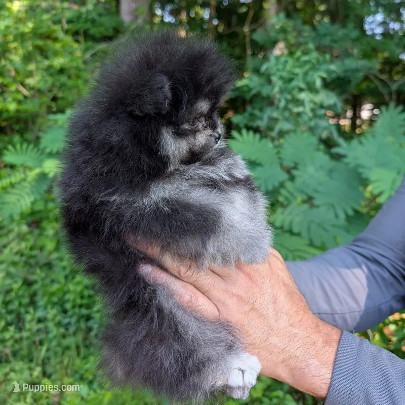 Bobby – Pomeranian puppy for sale in Jacksonville, NC