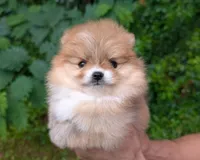 Celeste, a female Pomeranian for sale in Jacksonville, NC – 3 of 5