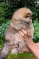Hikari, a female Pomeranian for sale in Jacksonville, NC – 2 of 6