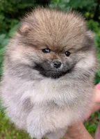 Angel, a female Pomeranian for sale in Jacksonville, NC – 5 of 6