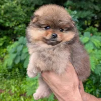 Hikari, a female Pomeranian for sale in Jacksonville, NC – 6 of 6