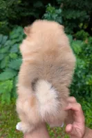 Celeste, a female Pomeranian for sale in Jacksonville, NC – 2 of 5