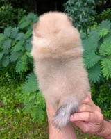 Lidie, a female Pomeranian for sale in Jacksonville, NC – 4 of 5