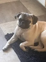 Lucy patrick, a female Pug for sale in Chester, PA – 4 of 6