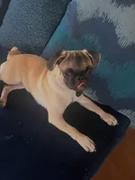 Lucy patrick, a female Pug for sale in Chester, PA – 6 of 6