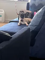 Lucy patrick, a female Pug for sale in Chester, PA – 5 of 6
