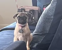 Lucy patrick, a female Pug for sale in Chester, PA – 1 of 6