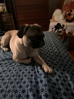 Lucy patrick, a female Pug for sale in Chester, PA – 2 of 6