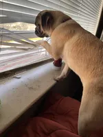 Lucy patrick, a female Pug for sale in Chester, PA – 3 of 6