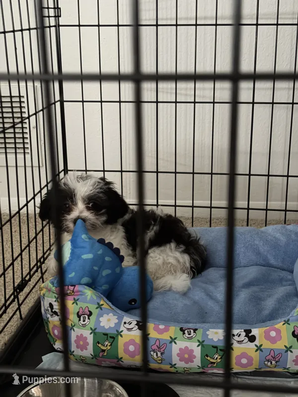 Milo – Pomeranian, Shih Tzu puppy for sale in Farmington, MI