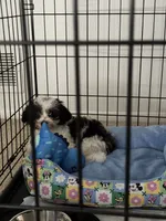 Milo, a male Pomeranian and Shih Tzu for sale in Farmington, MI – 1 of 3