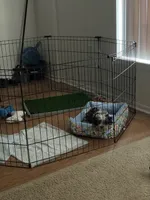 Milo, a male Pomeranian and Shih Tzu for sale in Farmington, MI – 2 of 3