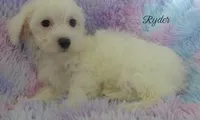 Ryder, a male Maltipoo and Maltese for sale in Chagrin Falls, OH – 5 of 6