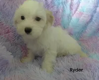 Ryder, a male Maltipoo and Maltese for sale in Chagrin Falls, OH – 4 of 6