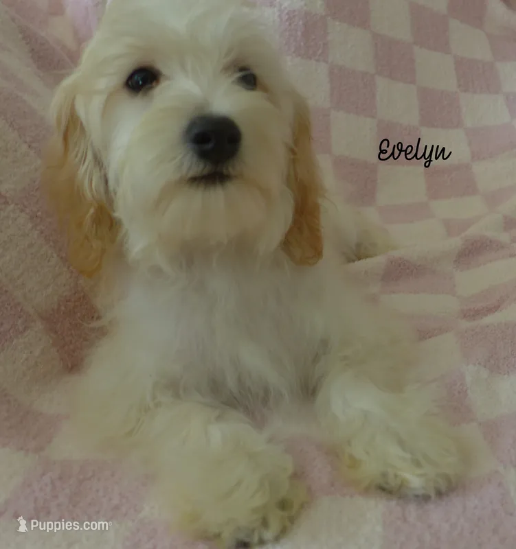 Evelyn – Maltipoo, Maltese puppy for sale in Chagrin Falls, OH