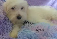 Ryder, a male Maltipoo and Maltese for sale in Chagrin Falls, OH – 5 of 5