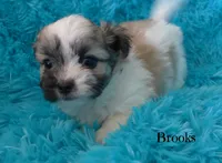 Brooks, a male Maltese and Mal Shi for sale in Chagrin Falls, OH – 2 of 6