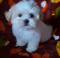 Molly, a female Maltese and Mal Shi for sale in Chagrin Falls, OH – 3 of 8