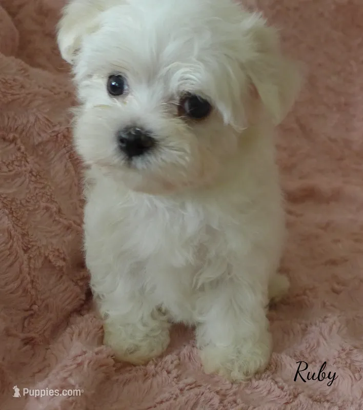 Ruby – Maltese puppy on hold in Chagrin Falls, OH
