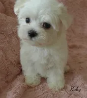Ruby, a female Maltese for sale in Chagrin Falls, OH – 1 of 5