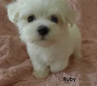 Ruby, a female Maltese for sale in Chagrin Falls, OH – 5 of 5