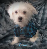 Louie, a male Maltese and Mal Shi for sale in Chagrin Falls, OH – 4 of 6