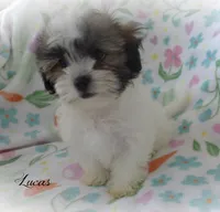 Lucas, a male Maltese and Mal Shi for sale in Chagrin Falls, OH – 5 of 5