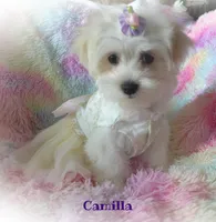 Camilla, a female Maltese and Mal Shi for sale in Chagrin Falls, OH – 6 of 10