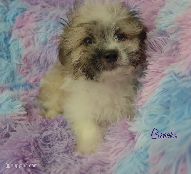 Brooks – Maltese, Mal Shi puppy for sale in Chagrin Falls, OH