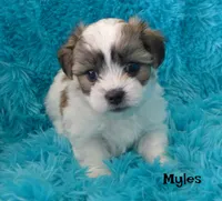 Myles, a male Maltese and Mal Shi for sale in Chagrin Falls, OH – 3 of 5