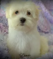 Bowie, a male Maltese and Mal Shi for sale in Chagrin Falls, OH – 5 of 6