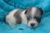 Niko~RESERVED, a male Maltese and Mal Shi for sale in Chagrin Falls, OH – Photo 2 of 6