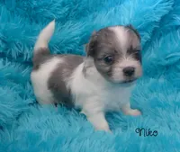 Niko~RESERVED, a male Maltese and Mal Shi for sale in Chagrin Falls, OH – Photo 1 of 6