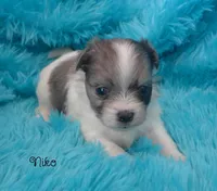 Niko~RESERVED, a male Maltese and Mal Shi for sale in Chagrin Falls, OH – Photo 3 of 6