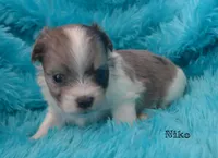 Niko~RESERVED, a male Maltese and Mal Shi for sale in Chagrin Falls, OH – Photo 4 of 6