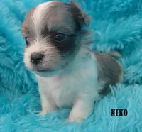 Niko~RESERVED, a male Maltese and Mal Shi for sale in Chagrin Falls, OH – Photo 6 of 6