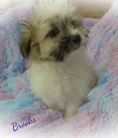 Brooks, a male Maltese and Mal Shi for sale in Chagrin Falls, OH – 7 of 7