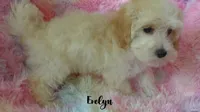 Evelyn, a female Maltipoo and Maltese for sale in Chagrin Falls, OH – 4 of 6