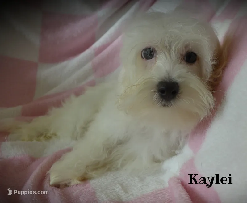Kaylei – Maltipoo, Maltese puppy for sale in Chagrin Falls, OH