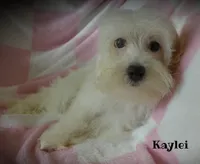 Kaylei, a female Maltipoo and Maltese for sale in Chagrin Falls, OH – 2 of 7